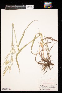 Bromus inermis image