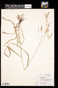 Bromus inermis image
