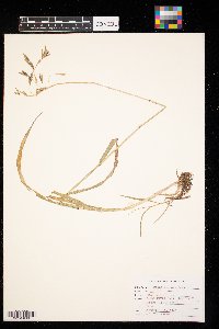 Bromus inermis image