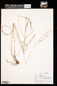 Bromus inermis image