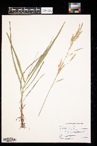 Bromus inermis image