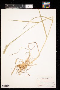 Dactylis glomerata image