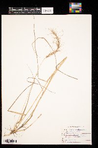 Thumbnail image of current specimen