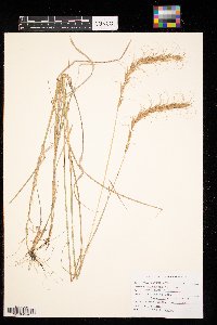 Thumbnail image of current specimen