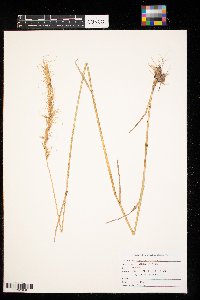 Thumbnail image of current specimen