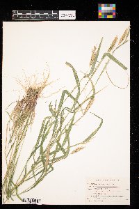 Elymus virginicus image