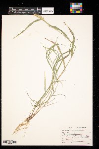 Elymus virginicus image