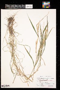 Elymus virginicus image