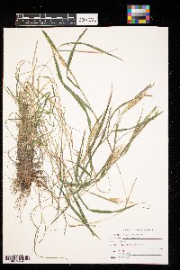 Elymus virginicus image