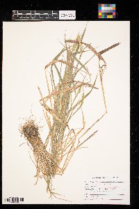Elymus virginicus image