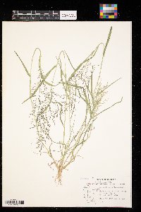 thumbnail image of current specimen