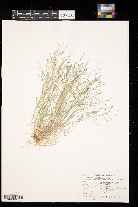 Eragrostis pectinacea image