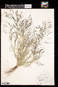 Eragrostis pectinacea image