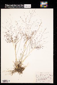 Eragrostis spectabilis image