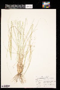 thumbnail image of current specimen
