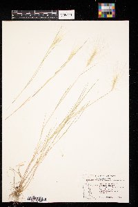 Hordeum jubatum image
