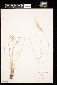 Hordeum jubatum image