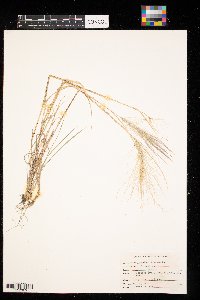 Hordeum jubatum image