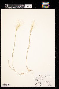 Hordeum jubatum image