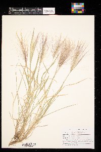 Hordeum jubatum image