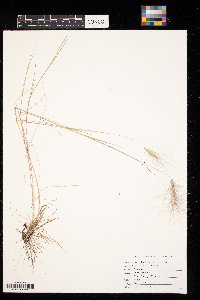 Hordeum jubatum image