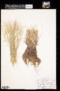 Hordeum jubatum image