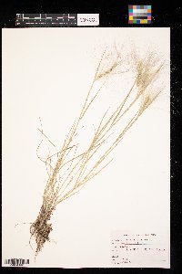 Hordeum jubatum image