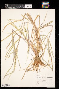 Leersia oryzoides image