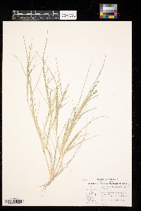 Leptochloa fusca image