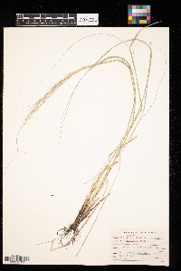 Nassella viridula image