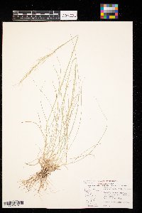 Nassella viridula image