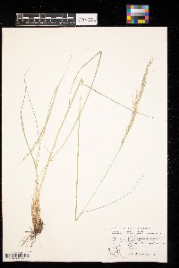 Nassella viridula image