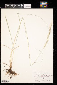 Nassella viridula image