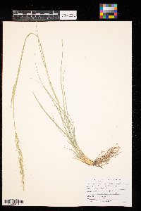 Nassella viridula image