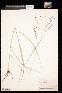 Panicum virgatum image