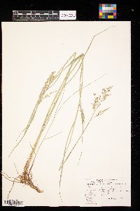 Panicum virgatum image