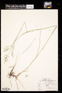 Panicum virgatum image