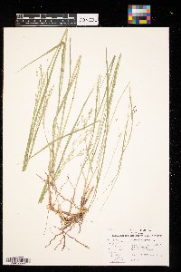 Panicum virgatum image