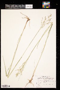 Panicum virgatum image