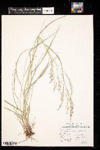 Panicum virgatum image