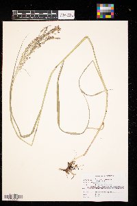 Panicum virgatum image