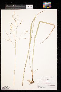 Panicum virgatum image