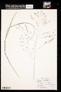 Panicum virgatum image