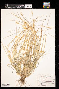 Setaria pumila image