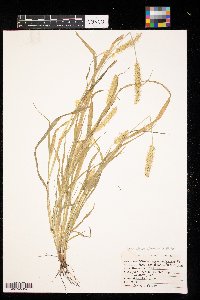 Setaria pumila image