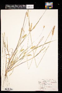 Setaria pumila image
