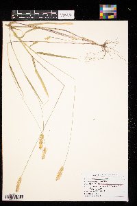 Setaria pumila image