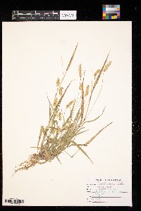 Setaria pumila image