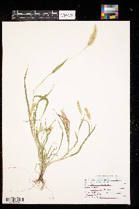 Setaria pumila image