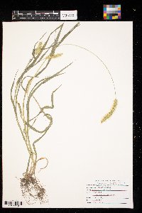 Setaria pumila image